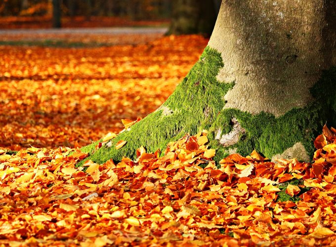 Wallpaper leaves, tree, autumn, 5k, Nature 456936274